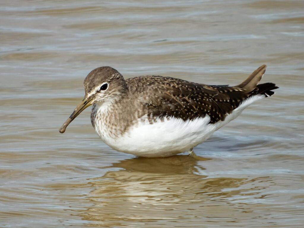 Photo of Green Sandpiper